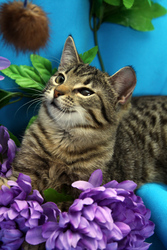 Котенок с ангельским характером Вася, 1 год, ищет дом