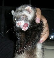 Хорьки разных видов и окрасов