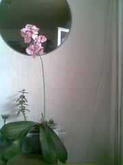 Цветы. Лотос,  роза,  орхидея фаленопсис. Букетом и поштучно. латекс