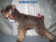 Цвергшнацер щенки