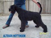 Ризеншнауцер, подрощенный мальчик