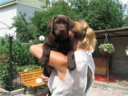 Шоколадный лабрадорчик