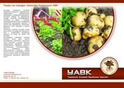 УАВК о картофеле