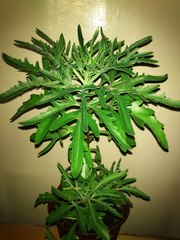 каланхое Оленьи рожки