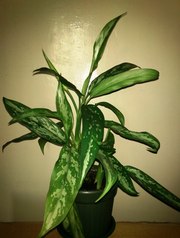 продам аглаонему,  40 см