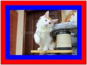 Продам котенка меин куна белого с красным окраса,  киев