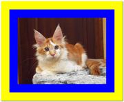 Потрясающий рыжий игривый мейн-кун,  Киев