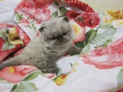 персидские котята 2 мес Гималайский колор поинт
