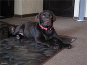 Щенки лабрадора шоколадного   окраса.