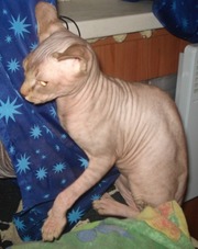 Канадский сфинкс, котята