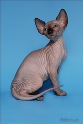 Котята Канадского сфинкса. Возможно доставка по Украине