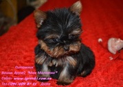 VIP-Щеночки йоркширского терьера мордашки (Беби-фейс)!