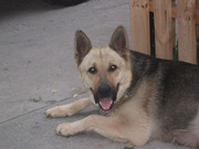 Чистокровные щенки Восточно-европейской овчарки.