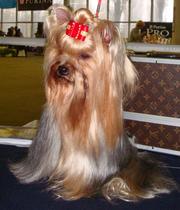 йоркшерский терьер, 2 мес