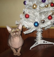 Канадский сфинкс,  вязка