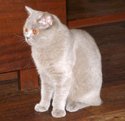 Перспективная лиловая шотландочка