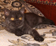 Шотландская кошечка редкого красивого окраса