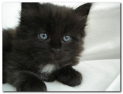 Сибирские котята от чемпиона мира.