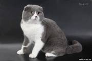 Скоттиш - фолд,  скоттиш - страйт. Вязка