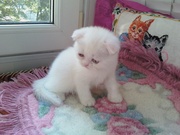 шелковые котята