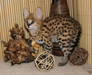 Сервал африканский /мальчик/ 2 месяца