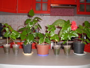 Свои комнатные цветы