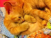 2 герман-рекса. близнецы. 1.5 мес. с прививками. ТОРГ