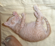 2 девон-рекса. 1.5 мес. с привиками. ТОРГ