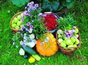 Табачная пыль (инсектицид), защита сада и огорода от вредителей и боле