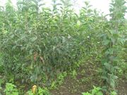 Саджанці плодових дерев,  Київ.