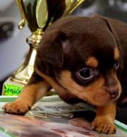 лиловогенная той терьер девочка 