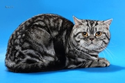 Шотландский скоттиш страйт для вязки вислоухой кошки в Киеве