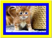 Продам котенка мейн кун рыжего окраса, доставка из Киева