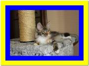 Потрясающий игривый мейн-кун девочка трехцветка, Киев