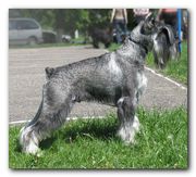 Миттельшнауцер окраса перец с солью приглалашет на вязку