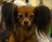 Щенки русского той терьера длинношерстного - воплощение мечты!