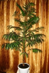 Распродажа комнатных растений!!!!