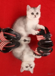 британские котята - широкий выбор приемлемые цены