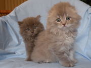 Котята хайленд фолд и страйт