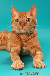 Кудрявый рыжий кот