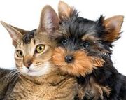 Фотосъемка для ваших кошек и котят.