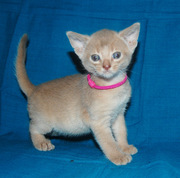 Абиссинские котята из питомника