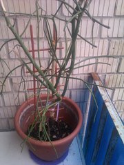 продам эуфорбию тирукали