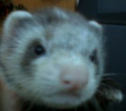 Продам хорят (фреток)