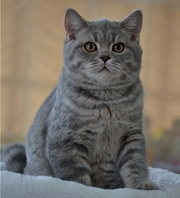 Британские аристократы