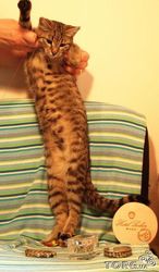 Изящная, как гепард Иса, в хорошие руки, 4, 5 мес.