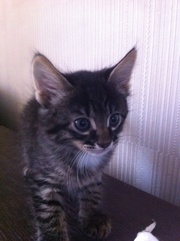 отдам в хорошие руки