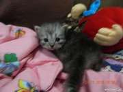 Пушистые котята Киев.