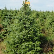 Ель обыкновенная? 1, 5-2 м 