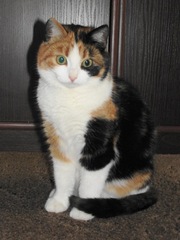 Отдам кошку в хорошие рукИ